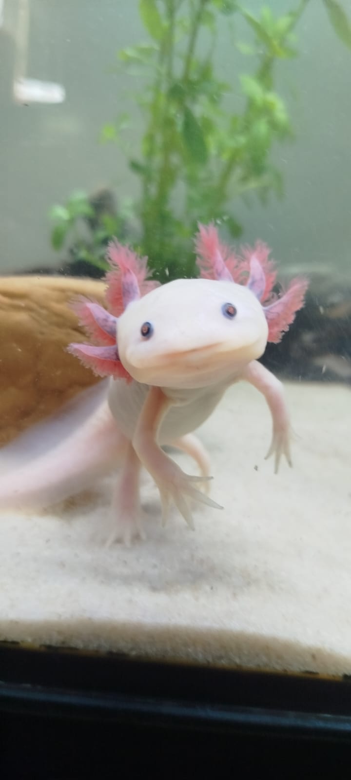 Axolotl