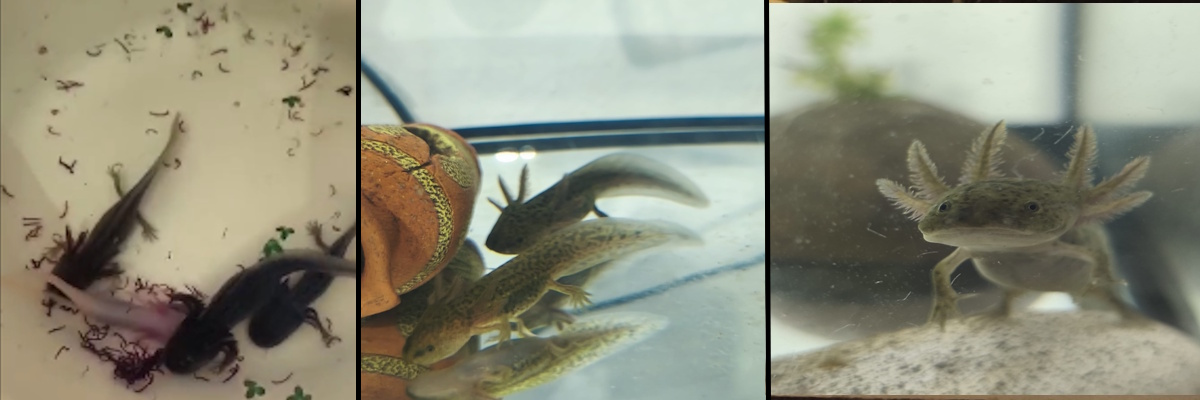 Axolotl — vajíčka