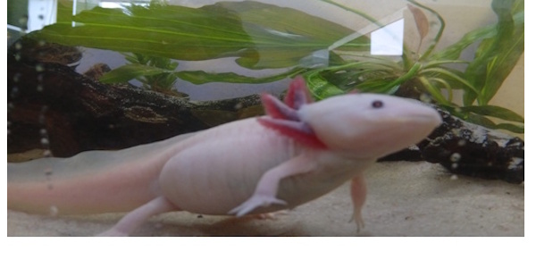 Axolotl — regenerace