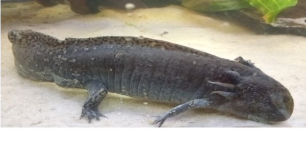 Axolotl — barevné variety