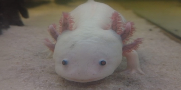 Axolotl — ohrožený druh