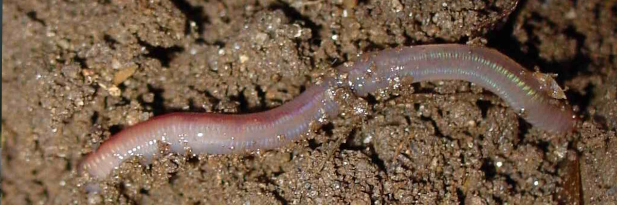 Axolotl čeká na krmení