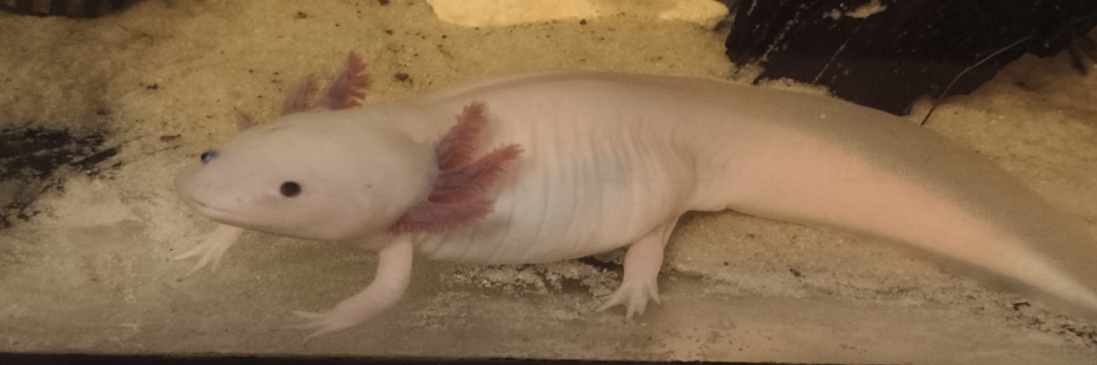 Zdravý axolotl